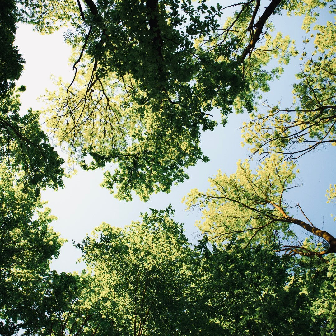 Sound in Nature: An Outdoor Sound Bath Experience - Saturday 14th June
