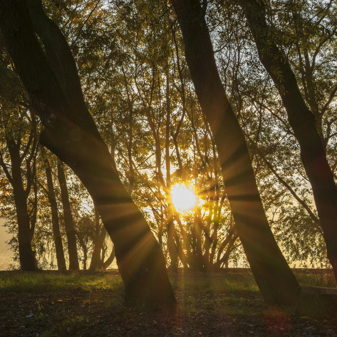 Summer Sound: Golden Hour Deep Rest - Sun 16th Aug, 5:30pm